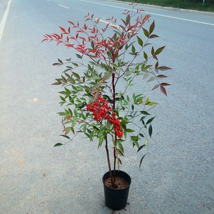 南天竹苗盆栽红天竺花苗火焰南天竹盆栽盆景绿化植物红叶植物耐寒