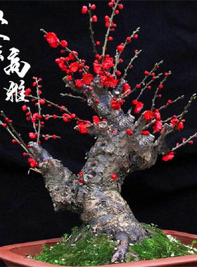 盆景老桩好养活浓香型实物朱砂梅