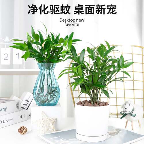 带根驱蚊富贵竹客厅绿植四季常青