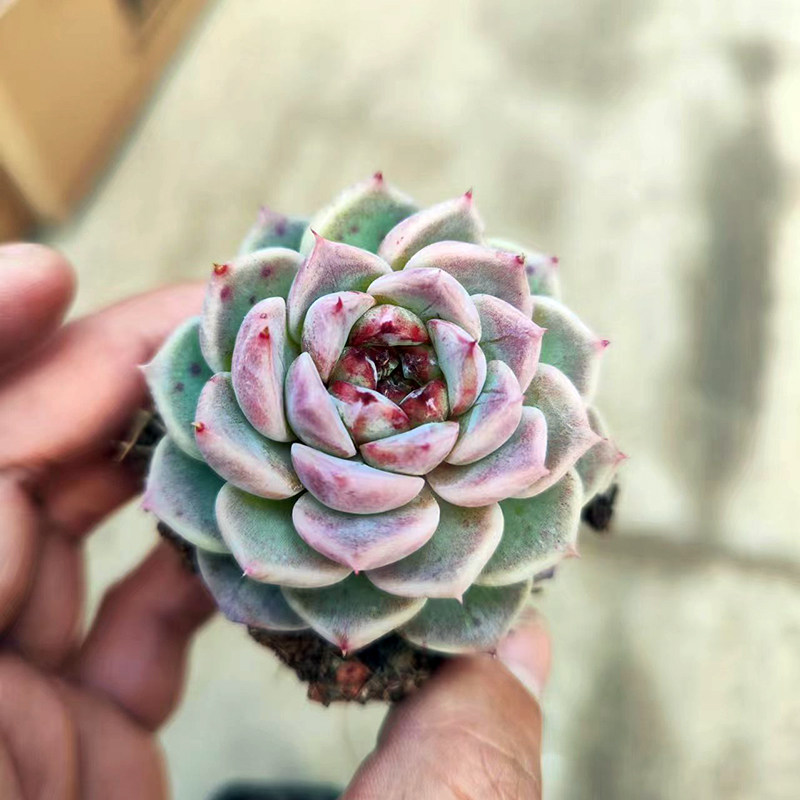 朱砂痣多肉天鹅绒植物多群生名贵货萌肉肉老桩易爆盆小盆栽好养