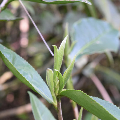 花香如兰荒野银针2022原产地白茶