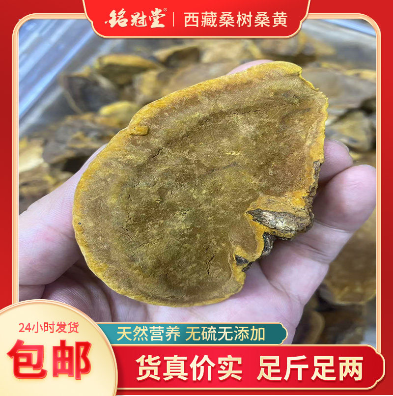正宗西藏野生桑树桑黄