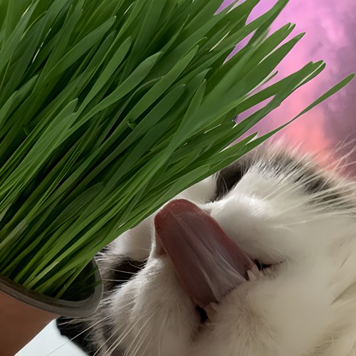 猫草已长好盆栽去毛球猫零食猫薄荷小麦水培种子无土栽培懒人猫草