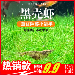 黑壳虾水族1600只草缸除藻除黑毛藻虾虎饲料鱼缸观赏虾活体黑壳虾