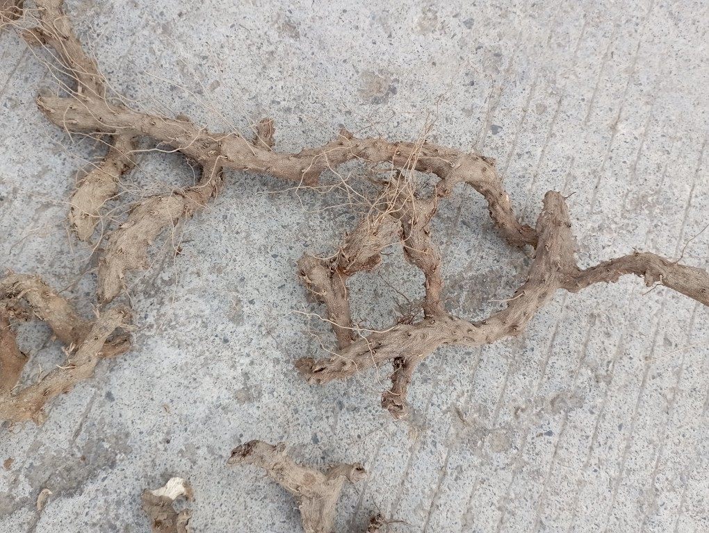 一斤穿地龙川山龙穿龙薯缬湖北恩施土家族苗族野生的药材农产品