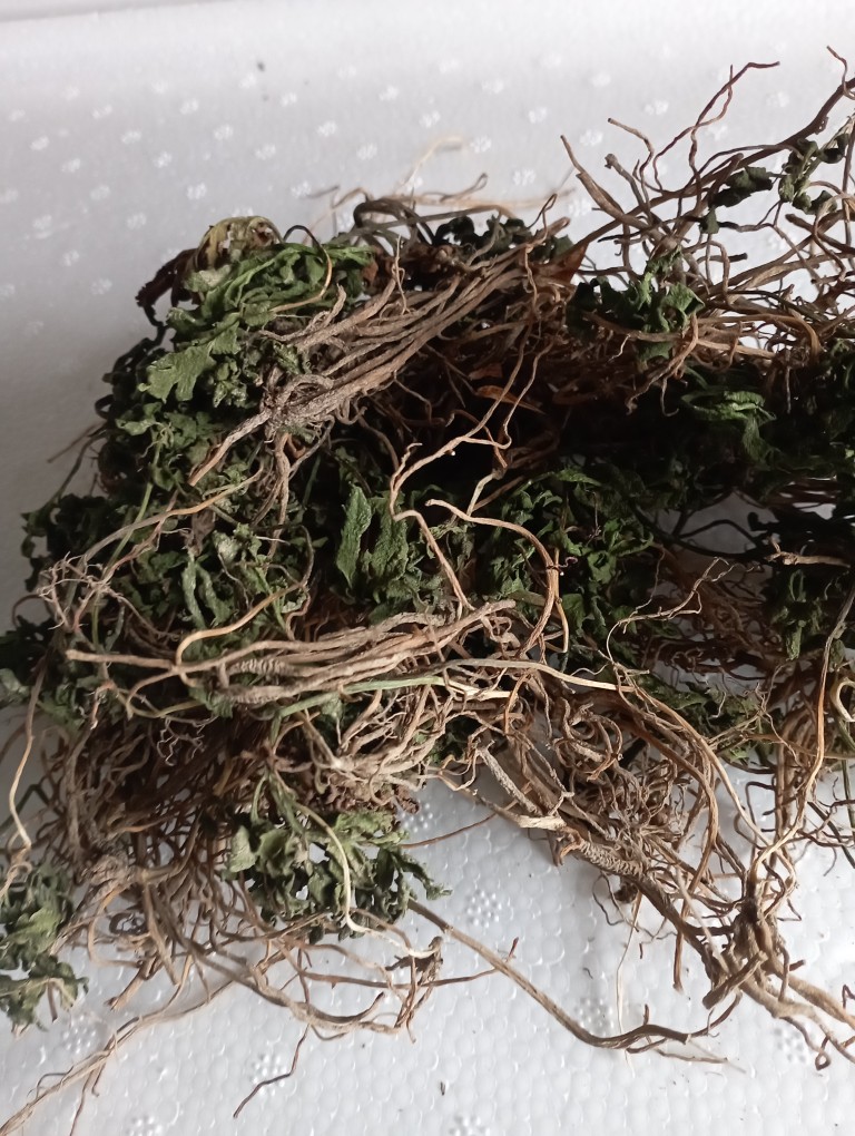 野生植物全草一朵云 阴地蕨植物