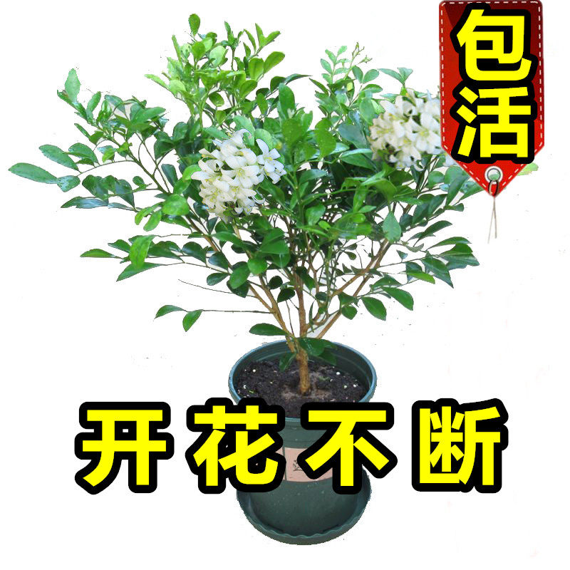 九里香盆栽植物室内盆景老桩花苗浓香四季带花苞树苗常年开花不断在类目 鲜花速递/花卉仿真/绿植园艺, 花卉/绿植盆栽（新）, 花卉中 - 来自Buy2taobao.com提供专业的淘宝代购服务