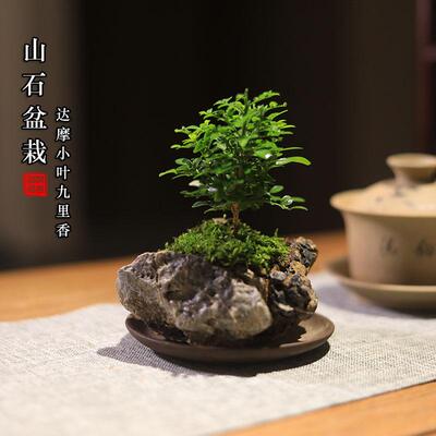山石盆景达摩小叶九里香小盆栽