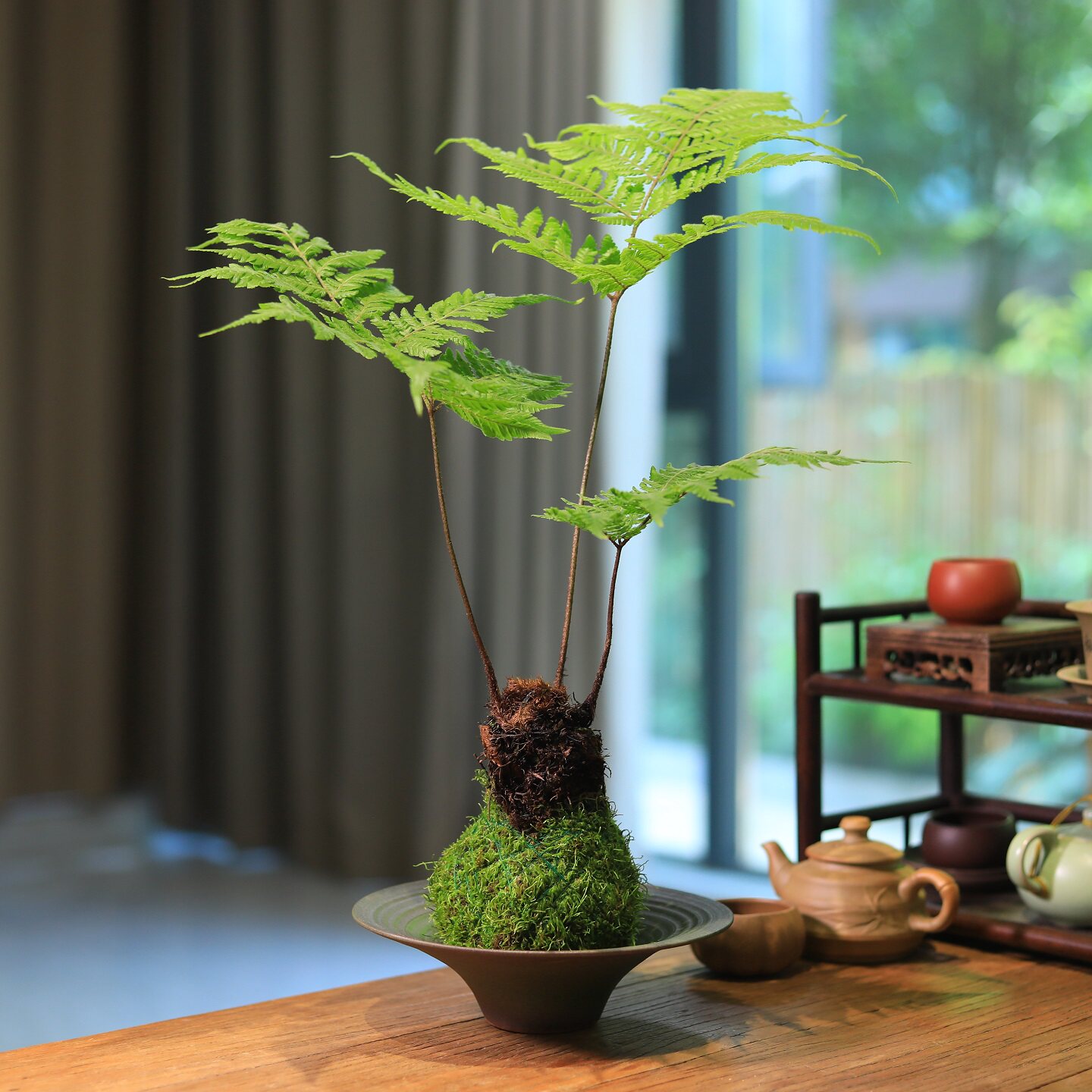 红磷蕨盆栽蕨类绿植水培植物