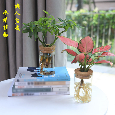 水培植物懒人盆栽桌面绿植