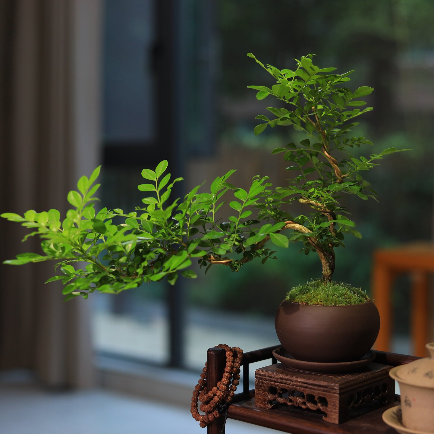 九里香盆景造型盆栽桌面绿植图片