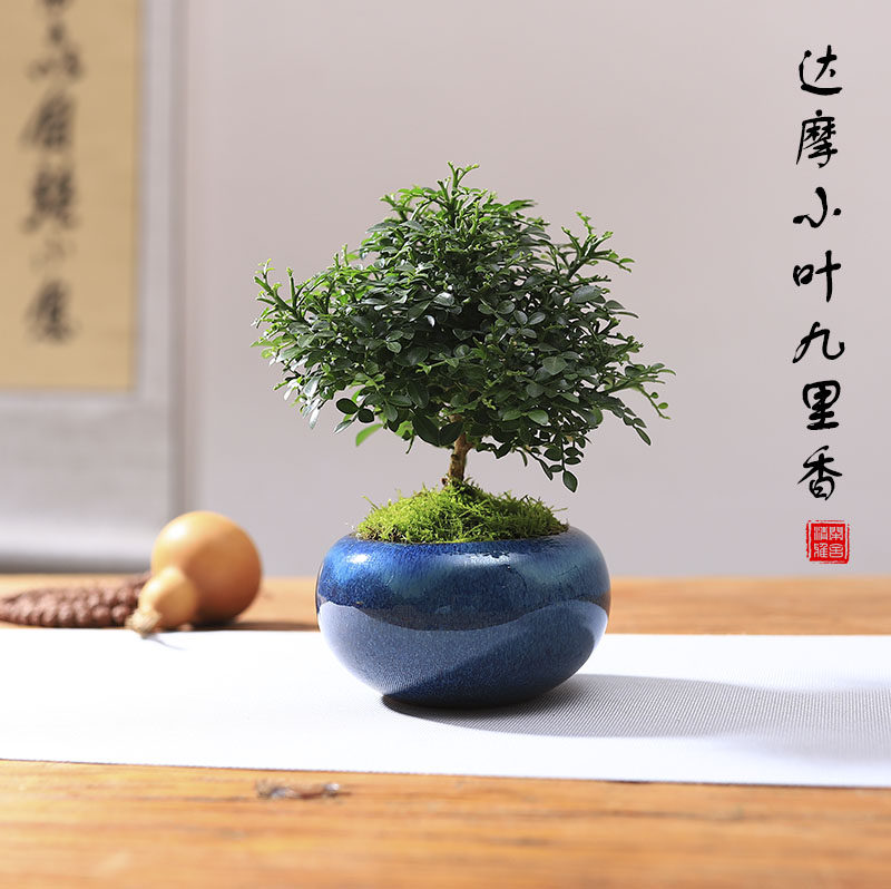 达摩小叶九里香盆栽微型盆景办公室桌面绿植迷你室内茶几好养植物