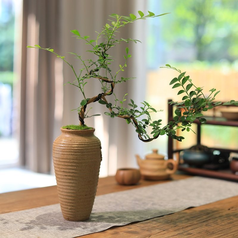 九里香盆栽悬崖临水造型盆景书房茶室桌面小盆栽中式禅意绿植摆件,鲜花速递/花卉仿真/绿植园艺,绿植,淘宝优惠券,粉丝福利购,淘宝优惠卷