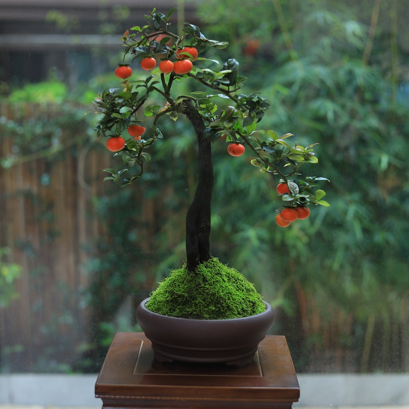 金弹子盆景老桩造型带果