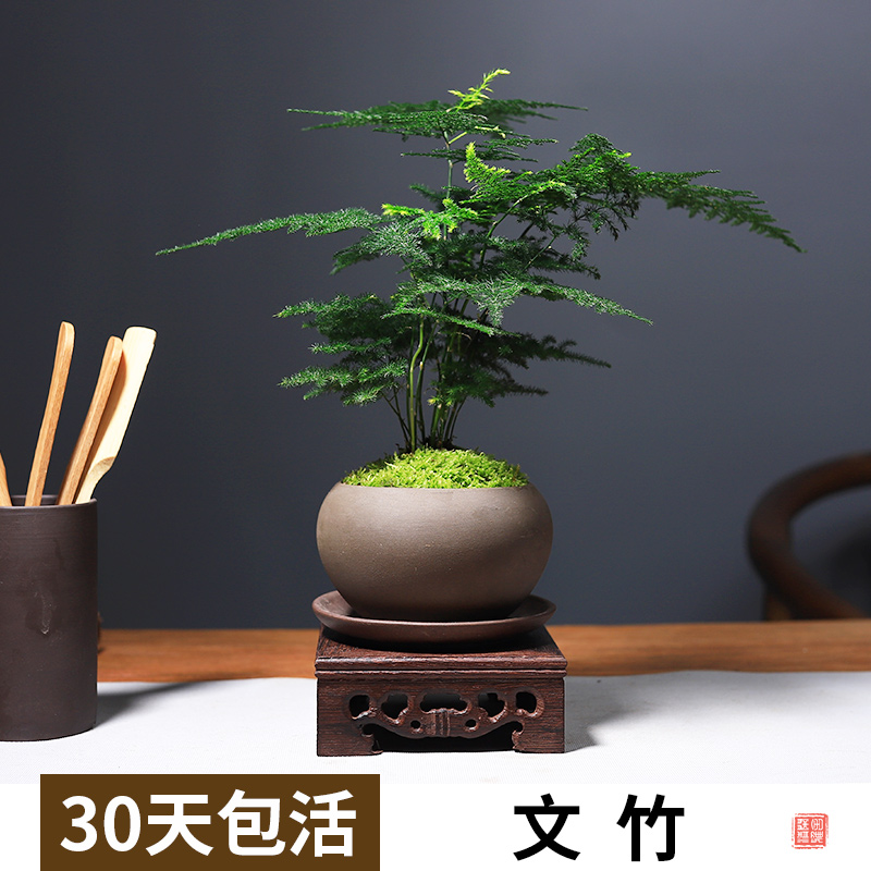 文竹盆栽办公桌室内桌面植物耐阴好养茶室绿植紫砂中国风盆景绿植