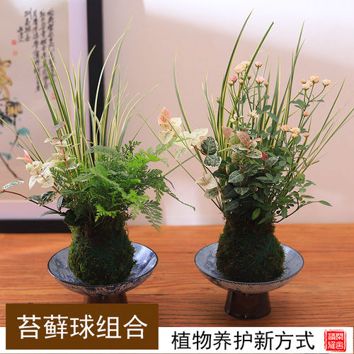 苔藓苔玉球盆栽水培植物室内喜阴蕨类植物桌面盆景绿植女王节礼物