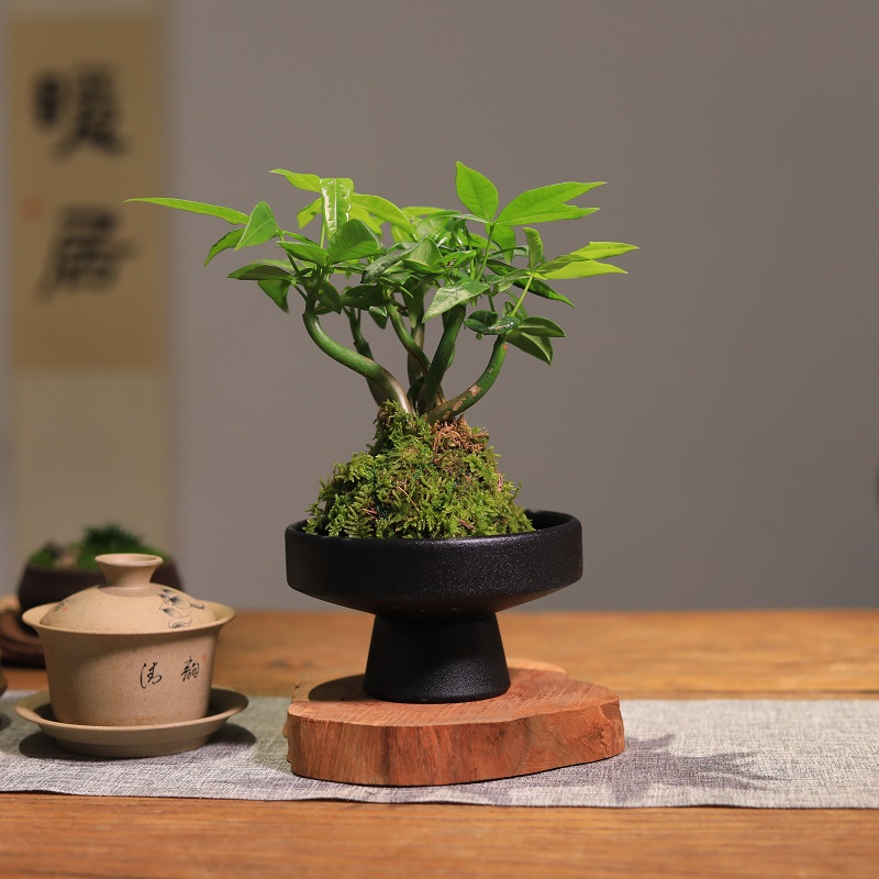苔藓球绿植创意发财树