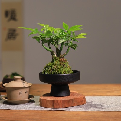 苔藓球绿植创意发财树