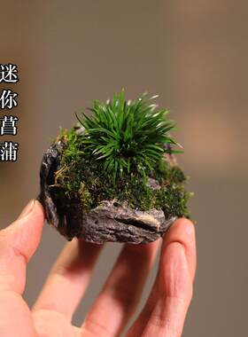 附石菖蒲盆景吸水石绿植贵船苔迷你小盆栽办公室桌面茶室水培植物