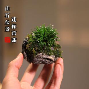 附石菖蒲盆景吸水石绿植贵船苔迷你小盆栽办公室桌面茶室水培植物