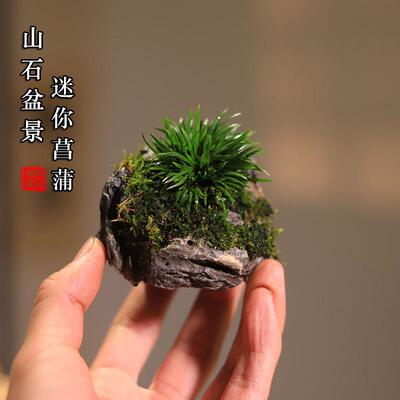 附石菖蒲盆景吸水石绿植贵船苔迷你小盆栽办公室桌面茶室水培植物