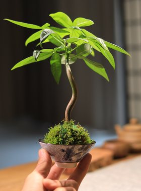 造型发财树苔藓球绿植桌面绿植