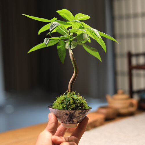 造型发财树苔藓球绿植桌面绿植