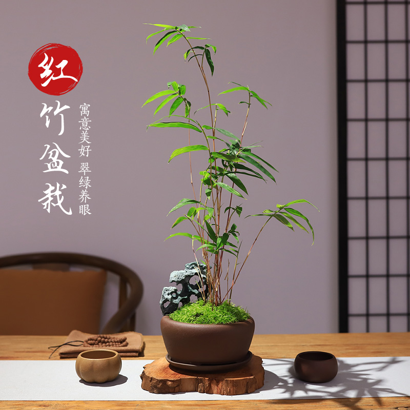 红竹盆栽水培植物禅意盆栽高颜值