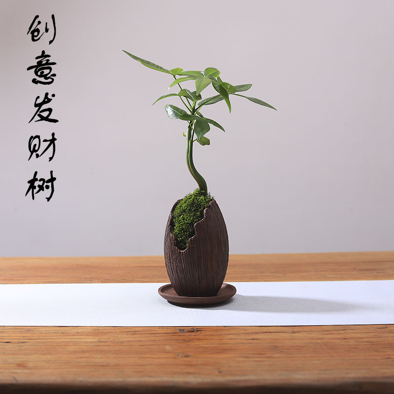 发财树迷你盆栽四季常青室内办公室桌面盆景紫砂微型创意绿植花卉