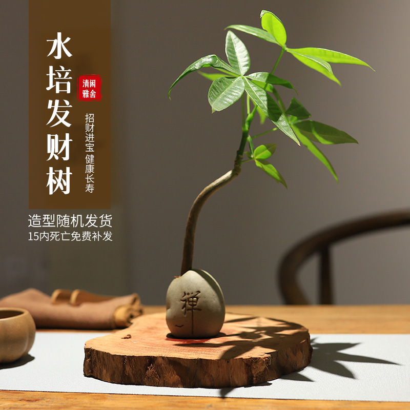 发财树桌面美观好养耐阴