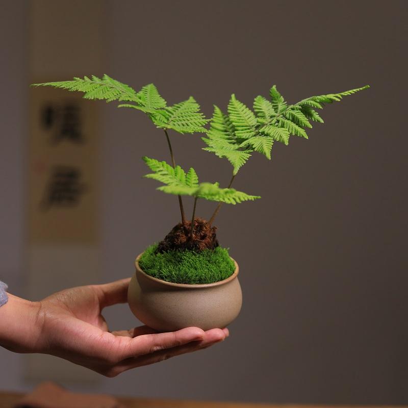 红磷蕨盆栽蕨类植物书房茶室办公桌室内盆景去甲醛净化空气小绿植