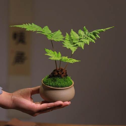 红磷蕨盆栽蕨类植物书房茶室办公桌室内盆景去甲醛净化空气小绿植