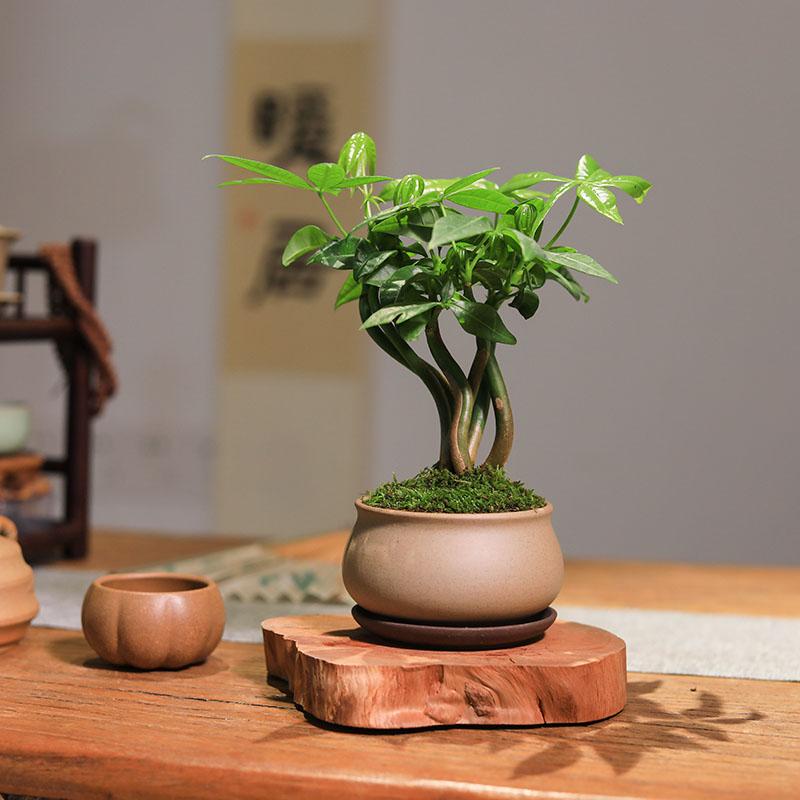 发财树小盆栽办公室茶室书房桌面盆景创意绿植招财植物四季常绿