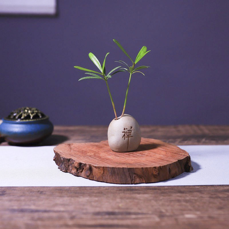 水养耐阴罗汉松车载绿植