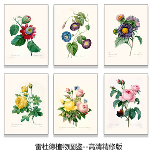 欧美经典雷杜德高清花卉图谱集高清微喷画心装饰画画布画芯