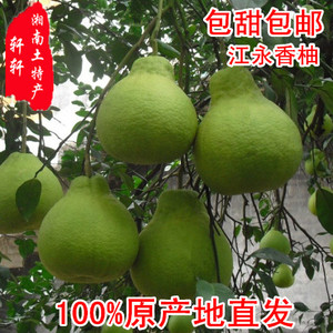 江永香柚沙田柚白肉新鲜水果柚子现摘白心柚子非容县梅州柚子