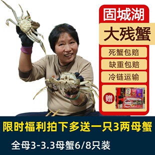 6只装 活蟹残蟹固城湖螃蟹鲜活大闸蟹残蟹缺腿蟹3 3.3两母大残蟹8