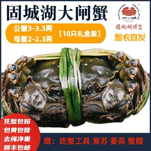 2.3两10只礼盒固城湖大闸蟹鲜活 3.3两母蟹2 活蟹精品 净重公蟹3