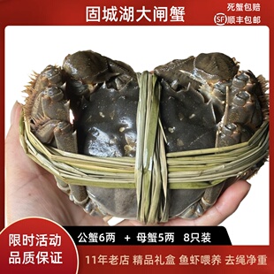 5.3两精品礼盒鲜活螃蟹 6.3两母蟹5 活蟹 8只固城湖大闸蟹公蟹6