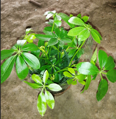 鸭脚木鸭掌木八方来财鹅掌柴室内发财树绿植花卉四季常青植物盆栽