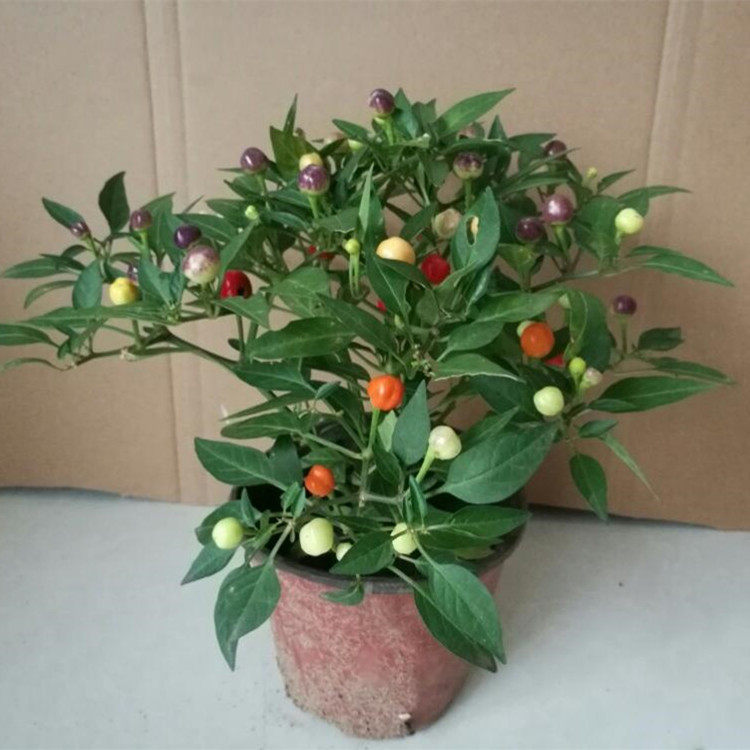 五彩辣椒花苗观赏盆栽彩椒五彩尖椒七彩珍珠椒樱桃椒食用阳台绿植,鲜花速递/花卉仿真/绿植园艺,绿植,淘宝优惠券,粉丝福利购,淘宝优惠卷
