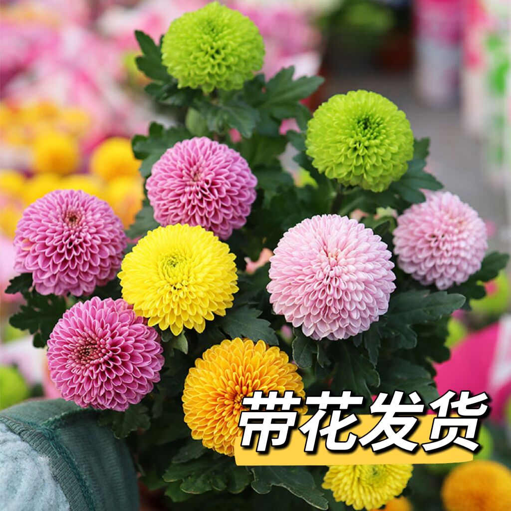 大盆乒乓菊盆栽带花盆四季开花菊花带花苞好养活室内阳台绿植花卉