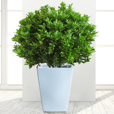 米兰盆栽花卉阳台植物净化空气