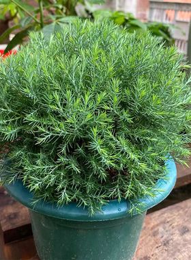 雾松盆栽四季常青绿色桌面花卉盆栽室内办公室好养易活阳台小绿植