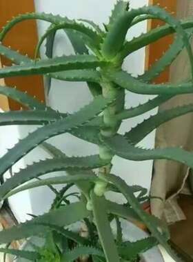 龙爪菊食用药用芦荟木立芦荟盆栽