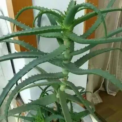 木立芦荟盆栽龙爪菊芦荟植物芦荟新鲜药用叶片可食用药用木剑芦荟