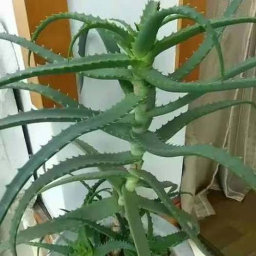 龙爪菊食用药用芦荟木立芦荟盆栽