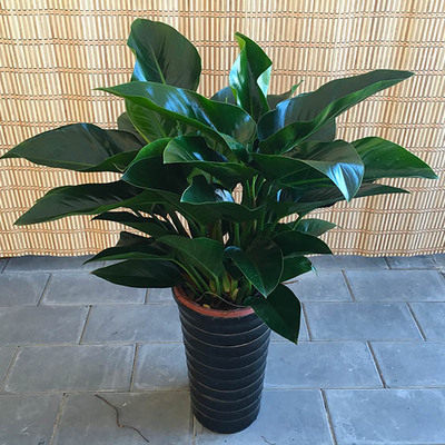 红钻金钻绿植盆栽室内净化空气