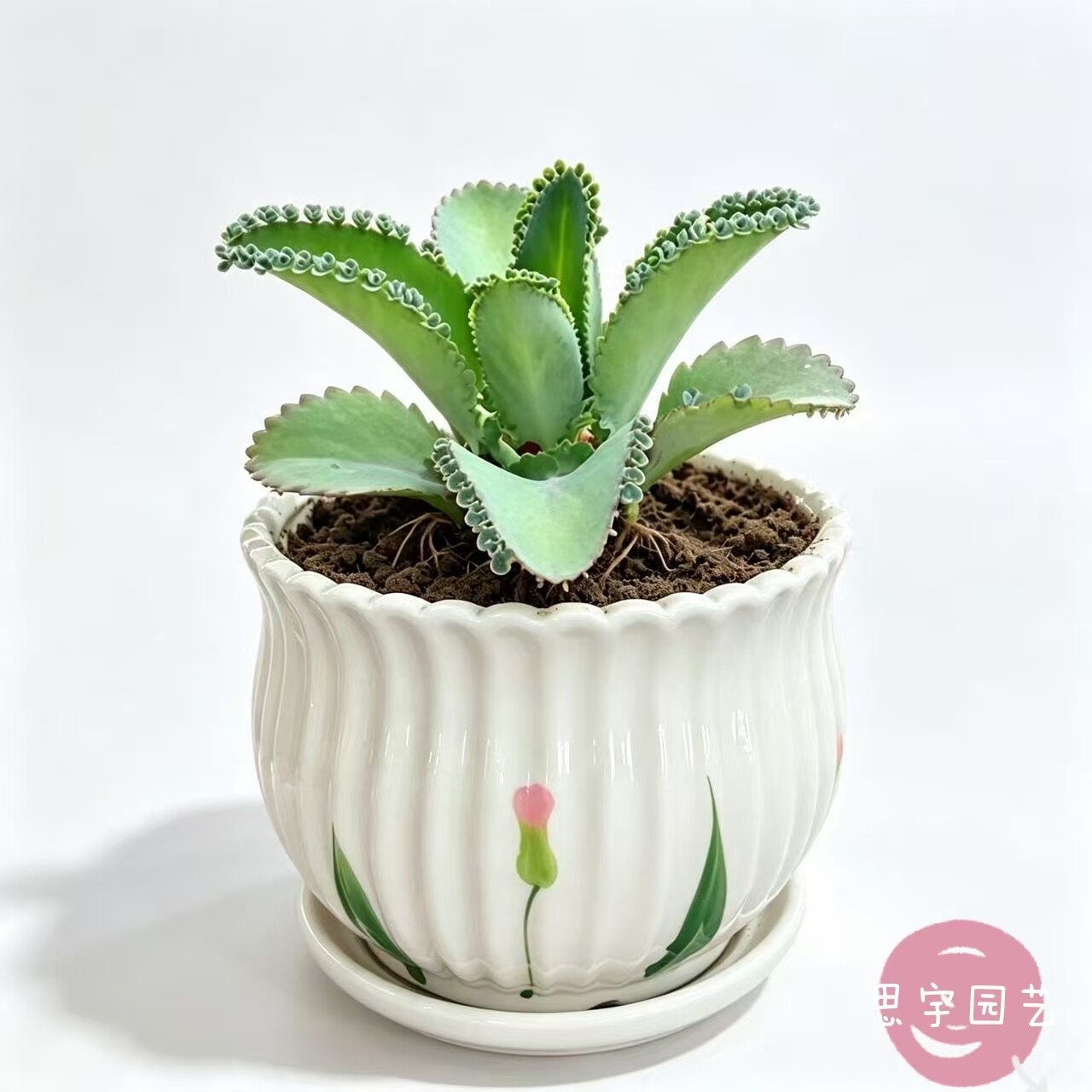 宽叶不死鸟 落地生根多肉植物 景天科 植物盆栽花卉绿植净化空气