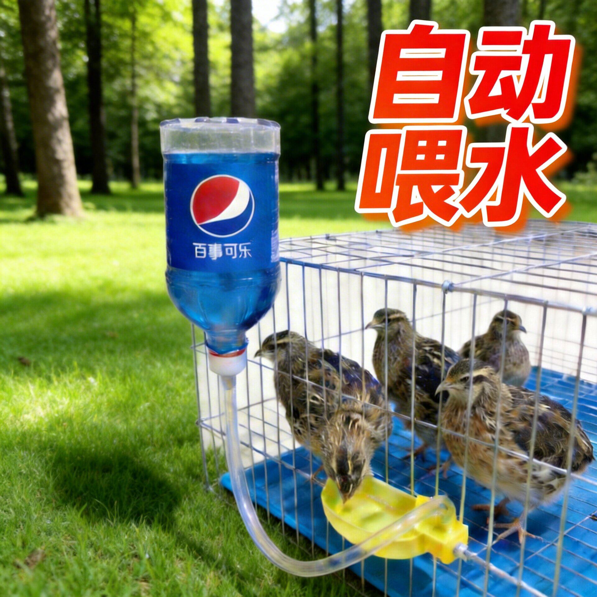 自动饮水器鹌鹑喂水器小鸟喂水碗鸽子喂水鹦鹉喂水矿泉水瓶喂水器图片